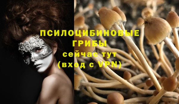 стаф Дмитров